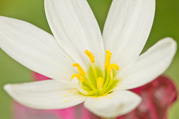 Image showing Beautiful White flower