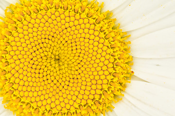 Image showing Beautiful daisy