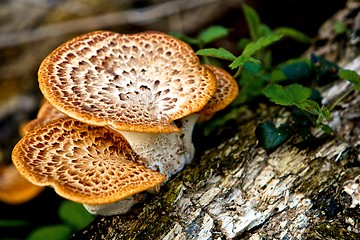 Image showing Wild Mushrooms