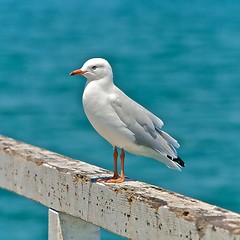 Image showing Seagull 