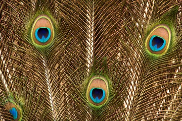 Image showing Peacock Feather 