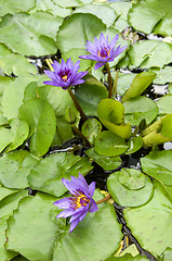 Image showing Blue water lily