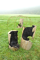 Image showing Burned out tree trunks 01