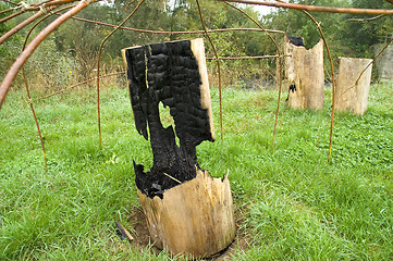 Image showing Burned out tree trunks 03