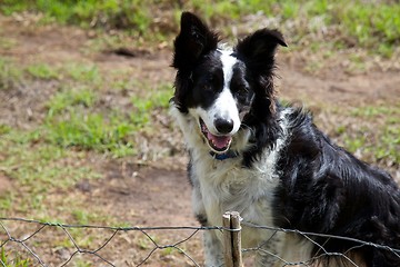 Image showing Boarder collie