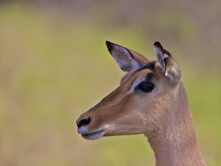 Image showing Impala, South Africa