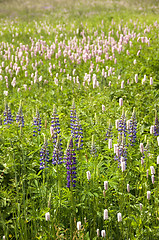 Image showing Wild Lupins 01