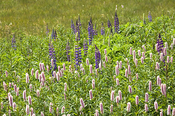 Image showing Wild Lupins 02