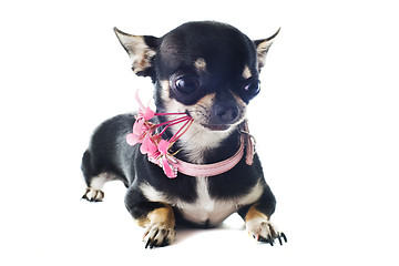 Image showing puppy chihuahua and flower