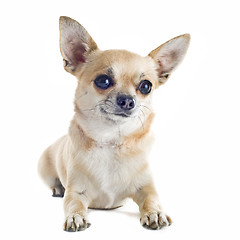 Image showing chihuahua