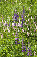 Image showing Wild Lupins 03