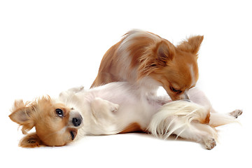 Image showing chihuahuas