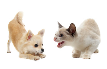 Image showing aggressive cat and puppy chihuahua