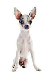 Image showing puppy chihuahua