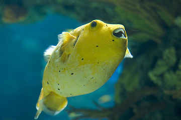 Image showing Golden Pufferfish