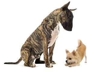 Image showing bull terrier and puppy chihuahua