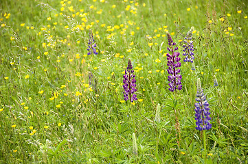 Image showing Wild Lupins 04