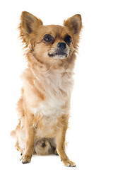 Image showing chihuahua