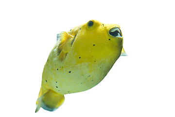 Image showing Golden Pufferfish