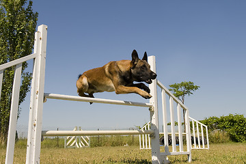 Image showing jumping malinois