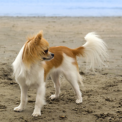 Image showing chihuahua on the beach
