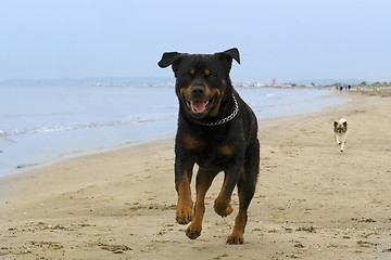 Image showing rottweiler running on the beach