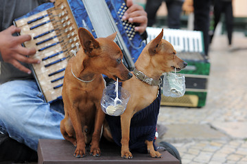 Image showing miniature pinscher