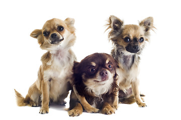 Image showing three chihuahuas