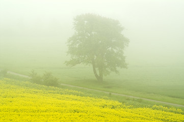 Image showing Wild pear tree 01