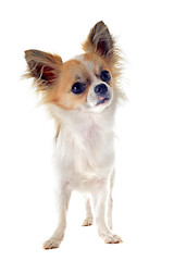 Image showing chihuahua