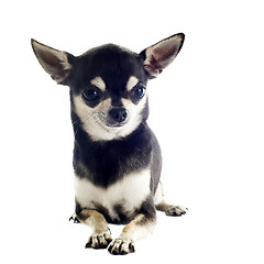 Image showing puppy chihuahua