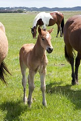 Image showing Young Horse