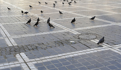 Image showing doves on marketplace