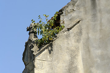 Image showing wall and shrub