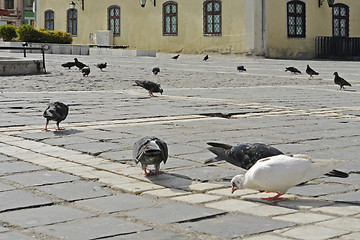 Image showing doves on marketplace