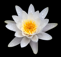 Image showing Victoria amazonica, water lilie