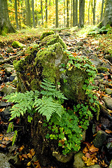 Image showing Weathered tree stump 01