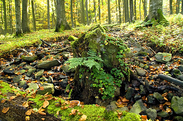 Image showing Weathered tree stump 02