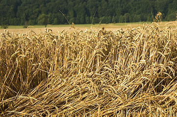 Image showing Wheat field