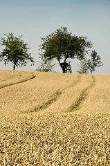 Image showing Wheat field