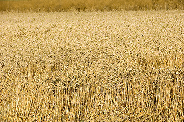 Image showing Wheat field