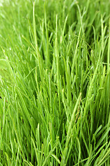 Image showing Fresh Green Grass