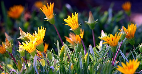 Image showing Ice Plant