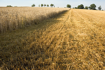 Image showing Stubble