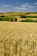 Image showing Wheat fields