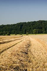 Image showing Wheat harvest