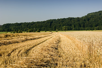 Image showing Wheat harvest