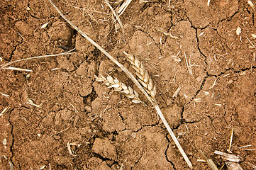 Image showing Drought