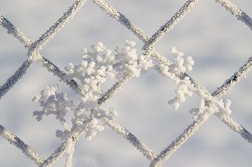 Image showing Frozen panicle