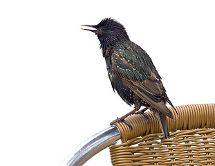 Image showing  Starling